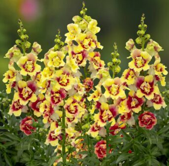 Lauvmutīte 'Doubleshot Yellow Red Heart'
